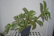 House plants