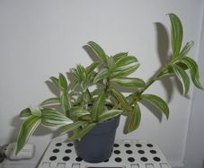 House plants