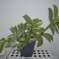 House plants