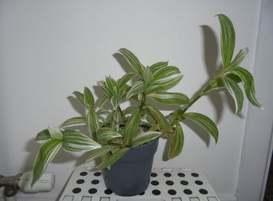 House plants