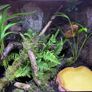 dart frog Image 2