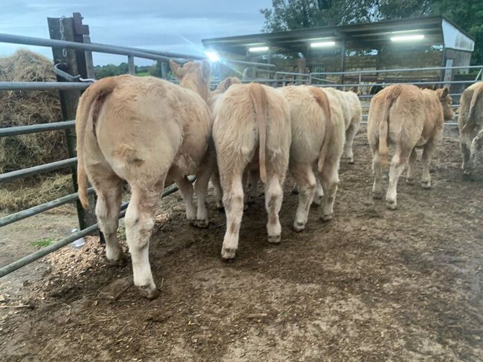 20 super u nd e grade heifers