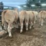 20 super u nd e grade heifers Image 6