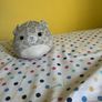 teddy Image 2