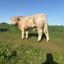 PBR Charolais bulls Image 6