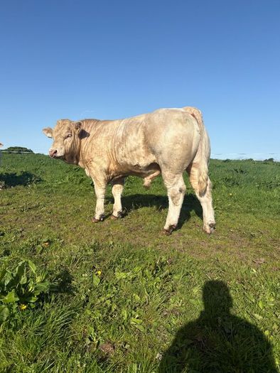 PBR Charolais bulls