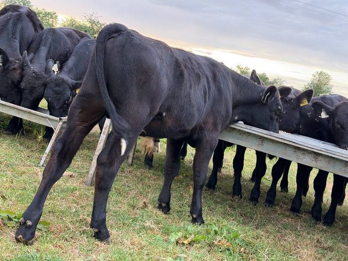 20 Aberdeen Angus Bull Weanlings