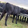 20 Aberdeen Angus Bull Weanlings Image 10