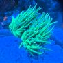 coral Image 5