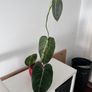 Philodendron Melanochrysum. Large Established Plant + Red Pot Image 2