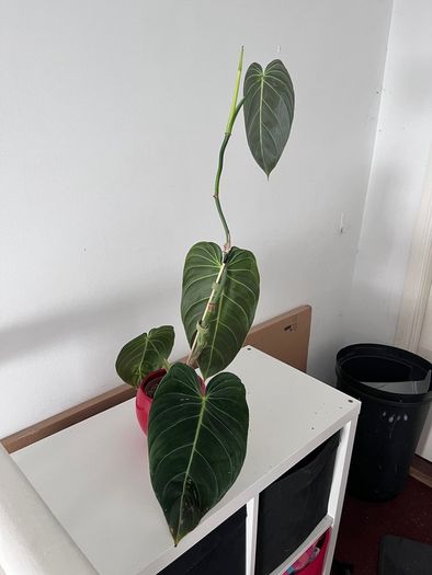 Philodendron Melanochrysum. Large Established Plant + Red Pot