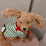 Beautiful dog christmas decoration Image 2