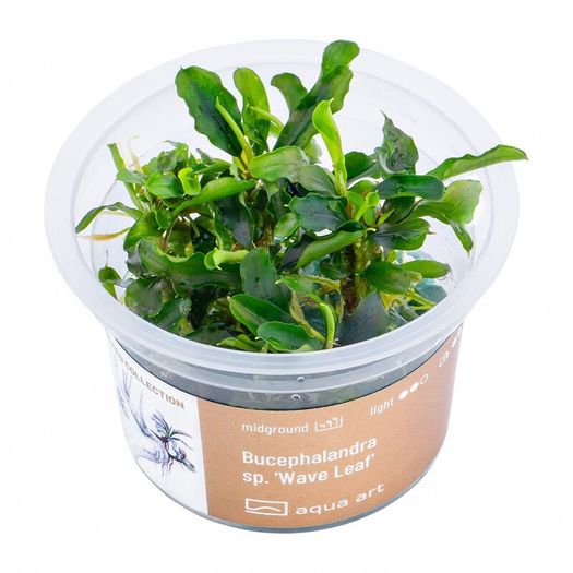 Aqua-Art Bucephalandra, Anubias ect aquarium in vitro plants