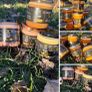 Pure Bee Pollen & Honey Image 5