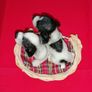 Spaniels Dimontti Italy Style Image 7