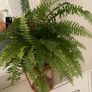 Shabby Chic Display Chair for Plants Dolls Teddies Image 7