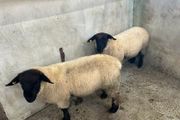 Pure Bred Suffolk Ram Lambs