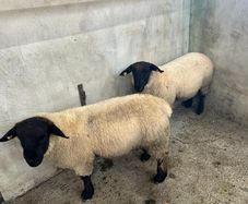 Pure Bred Suffolk Ram Lambs