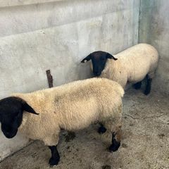 Pure Bred Suffolk Ram Lambs