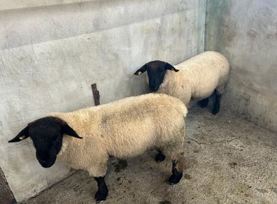 Pure Bred Suffolk Ram Lambs