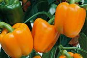 (P) Pepper Gourmet seeds (10s) (110162)