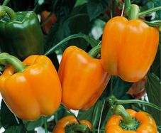 (P) Pepper Gourmet seeds (10s) (110162)
