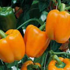 (P) Pepper Gourmet seeds (10s) (110162)