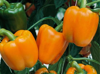 (P) Pepper Gourmet seeds (10s) (110162)