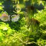 trigon 350l juwel fish tank Image 7