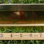 Vintage brass letter box Image 4