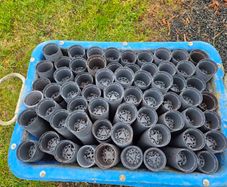 Large amounts of Plastic Garden Plant/ Flower / potting  Pots & OCG