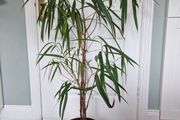 Banana leaf fig houseplant