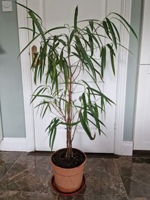 Banana leaf fig houseplant