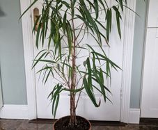 Banana leaf fig houseplant