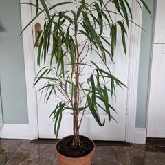 Banana leaf fig houseplant