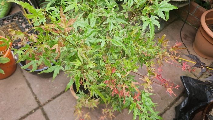 Japanese acer