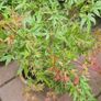 Japanese acer Image 3