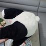 5 Extra Large Teddy Bears Good Condition Image 6