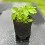 Wild Strawberries plants Image 6