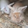 rabbit teddy Image 2
