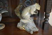 Large Vintage Taxidermy Grey Squirrel