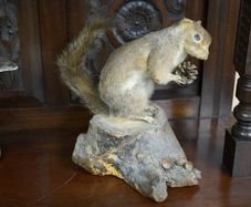 Large Vintage Taxidermy Grey Squirrel