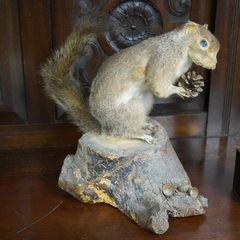 Large Vintage Taxidermy Grey Squirrel