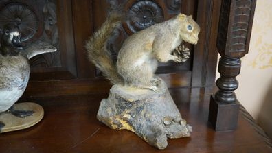 Large Vintage Taxidermy Grey Squirrel