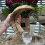 1 Rams Horn Soldered to a Quartz Geode Crystal Hone Decor Decoration Alter Image 9