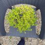 bonsai Image 3