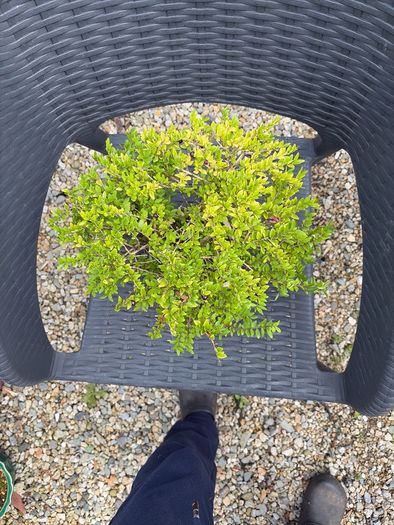 bonsai