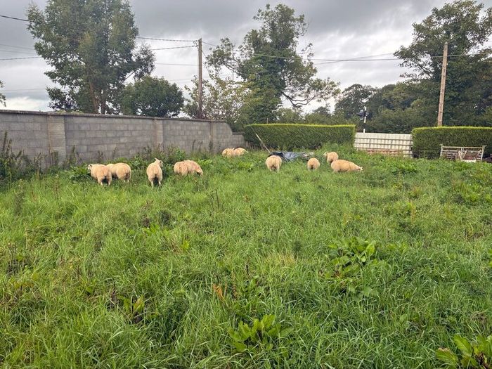 Belclare cross ewe lambs