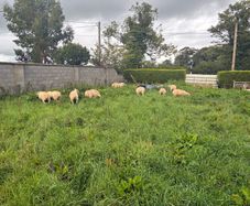 Belclare cross ewe lambs
