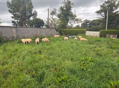Belclare cross ewe lambs